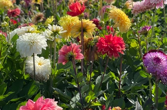 Nieuwe locatie FBT Dahlia Showtuin