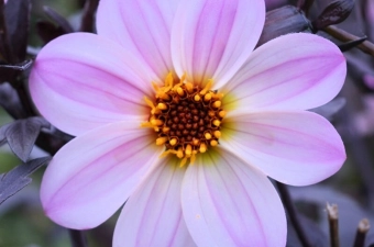 Nieuwe dahlia series exclusief op de FBT showtuin