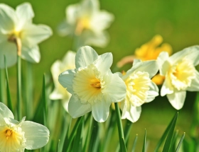 Narcissen