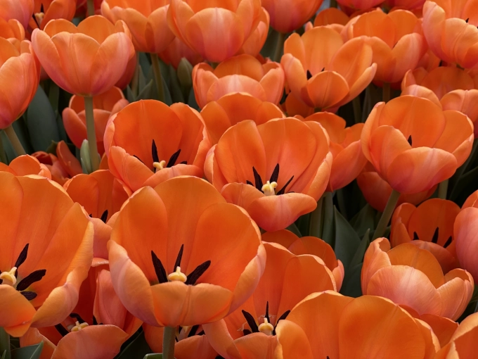 Koningspaar op bezoek bij The Tulip Barn