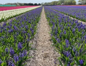 Een blik op Keukenhof en het Bloemencorso