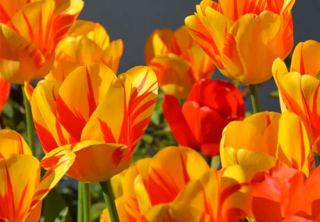 Tulpen