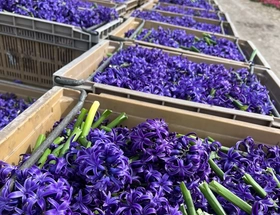 Een blik op Keukenhof en het Bloemencorso