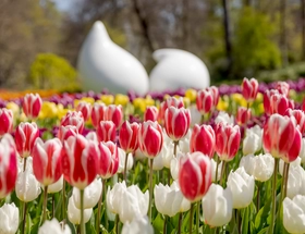 Keukenhof, een bloemendecor voor jong en oud