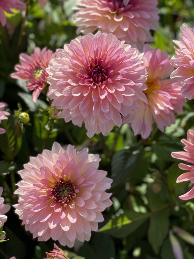 Nieuwe locatie FBT Dahlia Showtuin