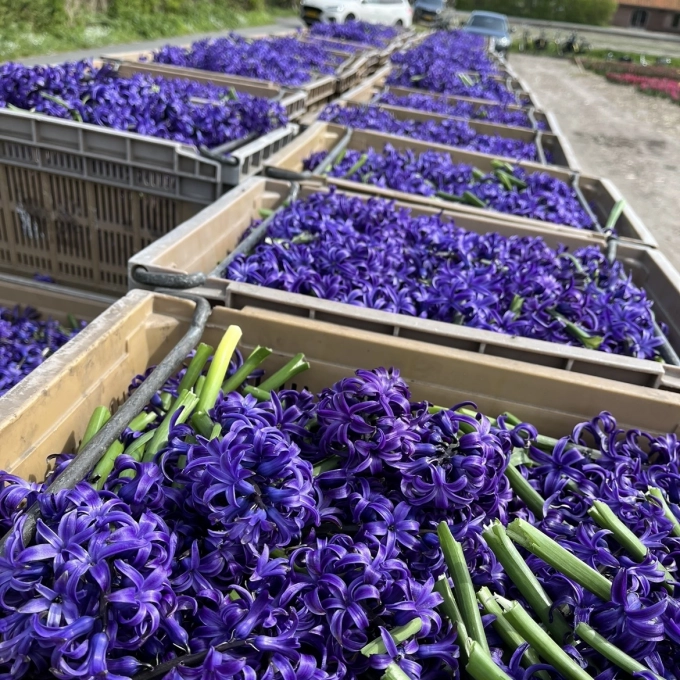 Een blik op Keukenhof en het Bloemencorso