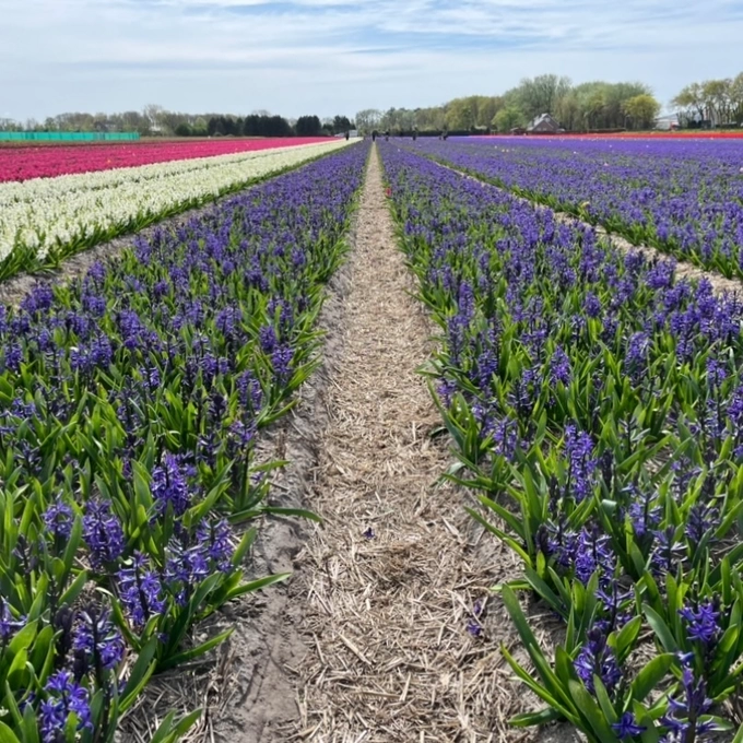 Een blik op Keukenhof en het Bloemencorso