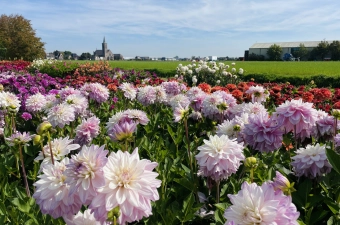 Ontdek de dahlia showtuinen per fiets