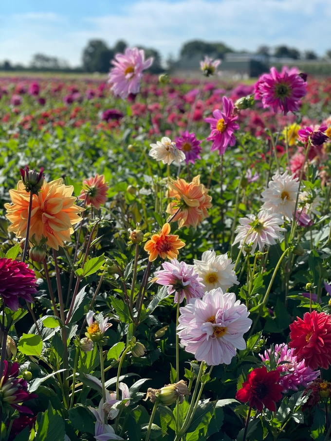 Holland Dahlia Event op 8-9-10 september