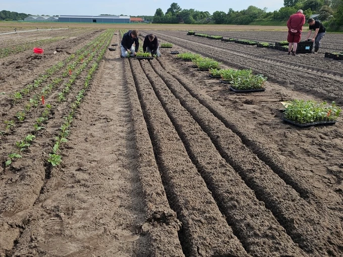 FBT opent nieuwe dahlia showtuin in De Zilk