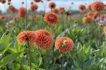 Van 7 t/m 9 september: Holland Dahlia Event