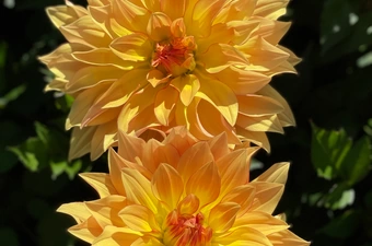 Holland Dahlia Event op 8-9-10 september