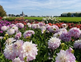 Het erfgoed van dahlia-veredelaar Jan van Ruiten